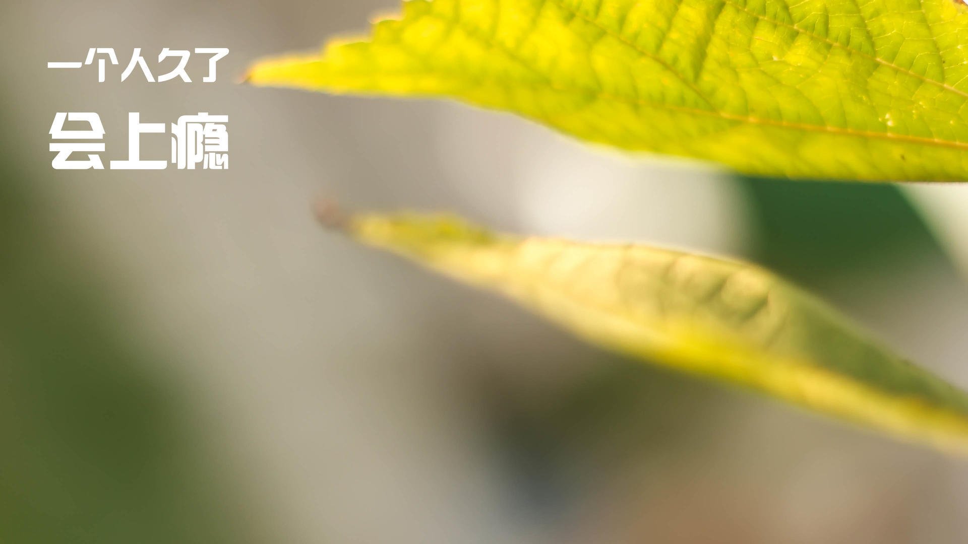 赛道与绿茵的交响,当F1争冠夜遇见哈兰德封神